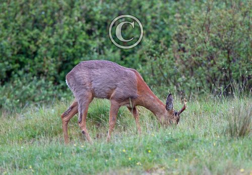Roe Deer Buck DM1122
